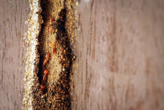 Termite damage