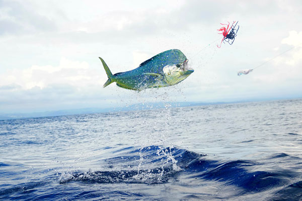 Rank Your Rural Business Without a Physical Address image AA photo of a Mahi Mahi jumping out of the water off the coast of North Carolina with Chaz