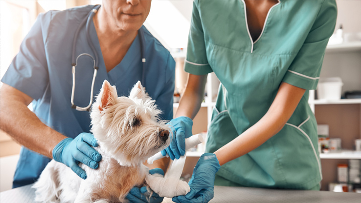 Web Design in Arden, NC: Local SEO and Site Builds image Veterinarians Digital Marketing