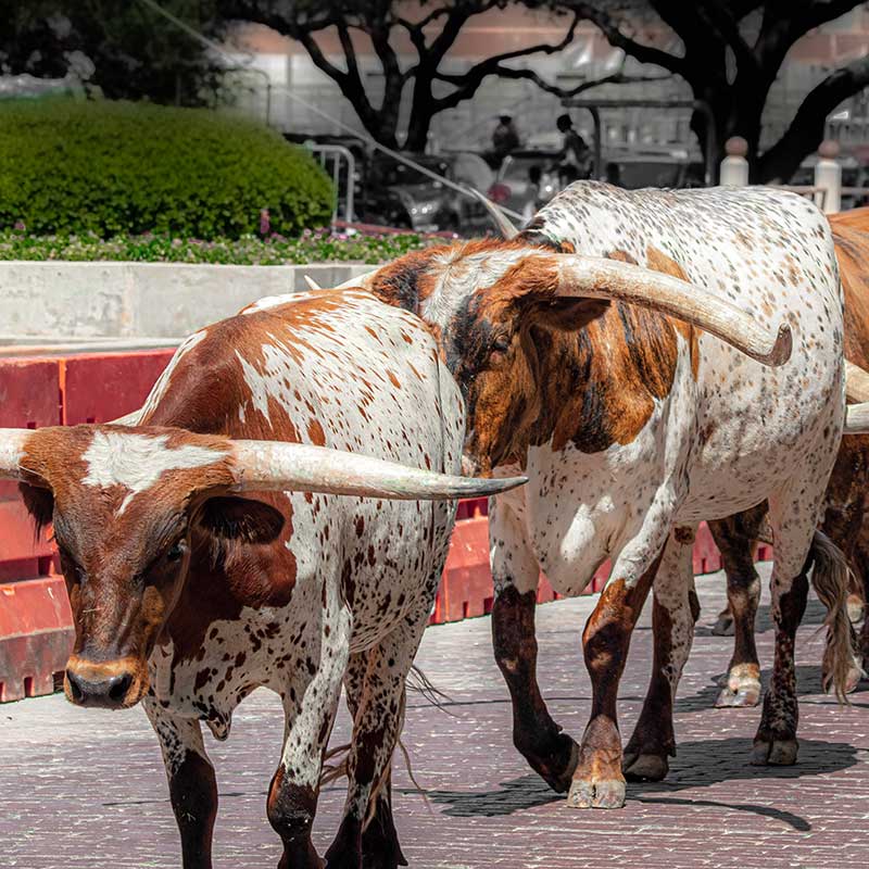 School Marketing in Fort Worth, Texas: Fill More Seats image Fort Worth, TX